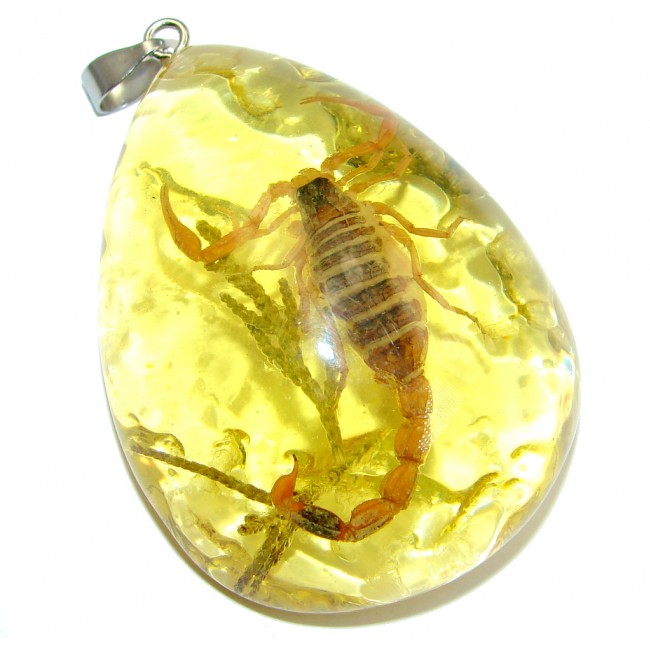 Large Copal with genuine Scorpio Inclusion Sterling Silver Pendant